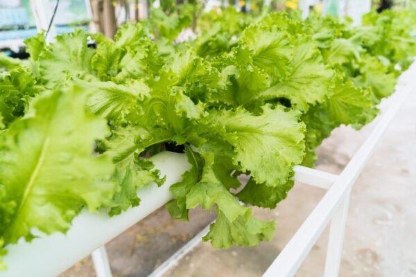 Hydroponic Lettuce: How to Grow Crisp and Healthy Lettuce in Water ...