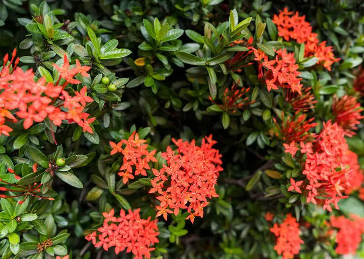 Florida’s Native Flora: A Guide to 51 Trees, Flowers, and Shrubs