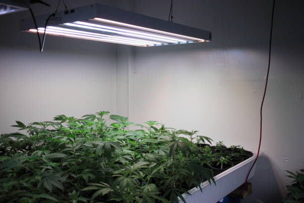 Grow Light Certifications: What They Are, Why They Matter, and How to Choose the Right Grow Light for Your Plants