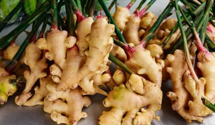 Spice Up Your Garden with the Ginger Plant