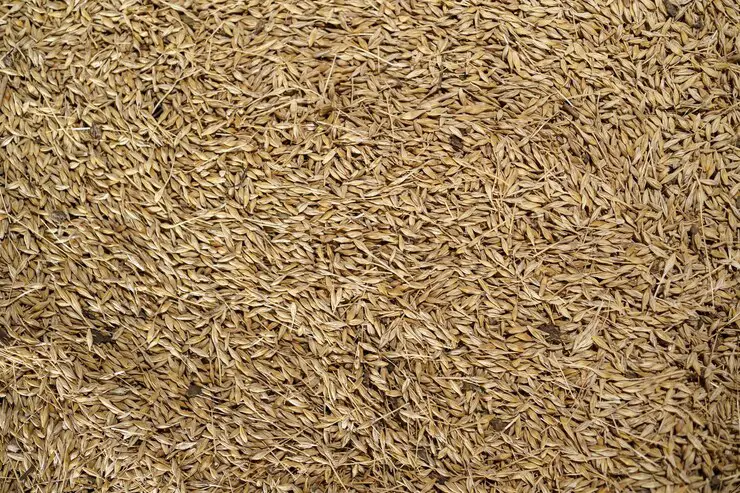 Sustainable Construction Practices: Utilizing Rice Hulls as Insulation Material