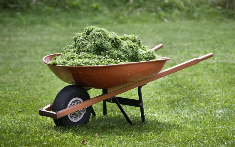 Benefits of Using Grass Clippings as Mulch