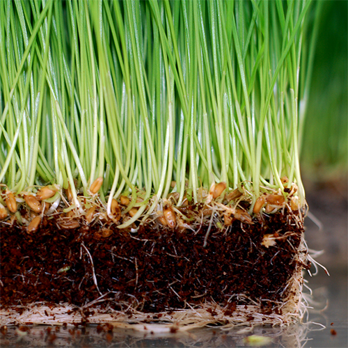 Planting Seeds in Coco Coir: Step-by-Step Guide