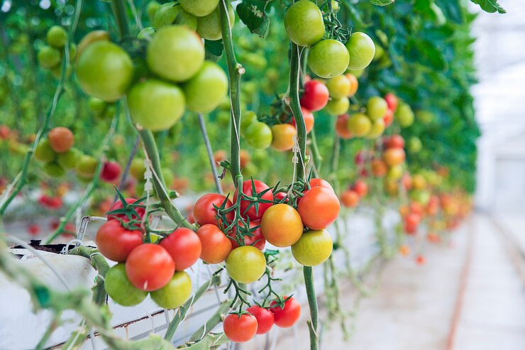 Understanding the Ripening Process in Hydroponic Tomatoes