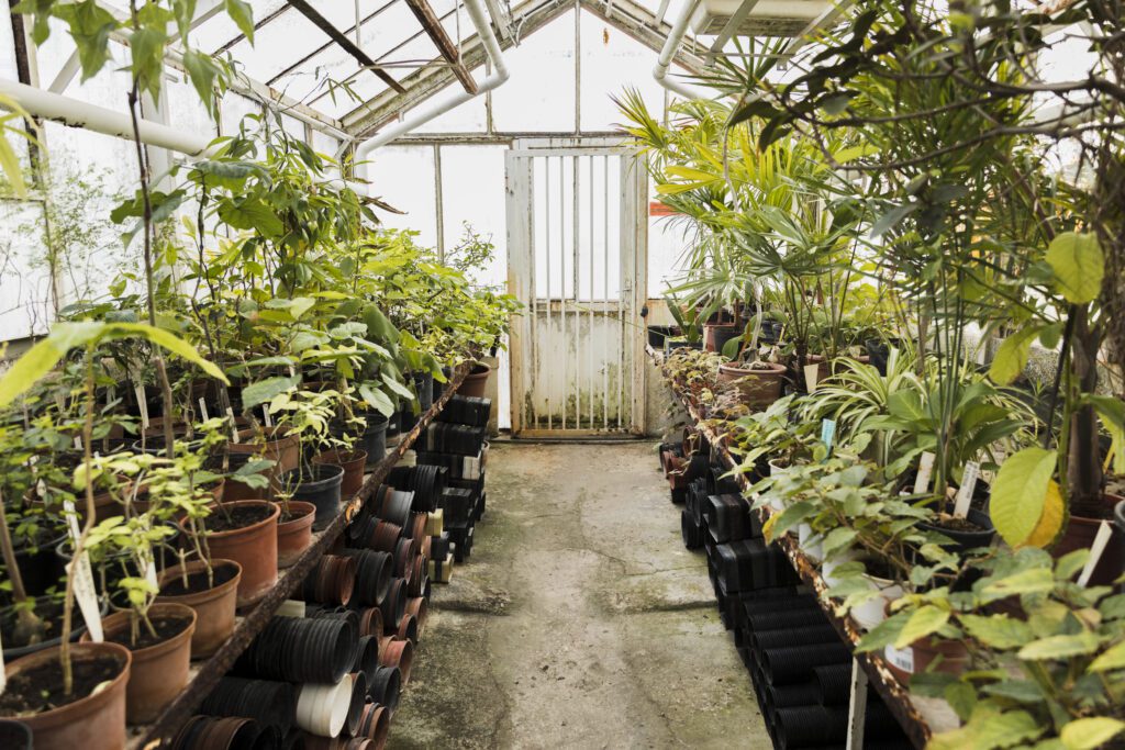 greenhouse still life 1