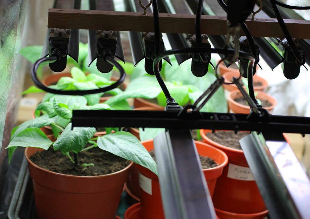 Benefits of LED grow lights for plant growth