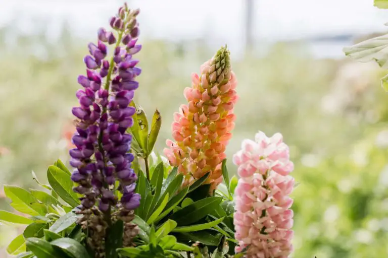 How to Grow Lupine: A Guide to Cultivating These Stunning and Hardy Flowers