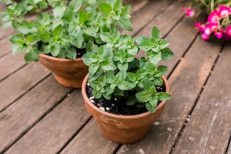 How to Grow Oregano Plants: A Guide to Growing This Aromatic and Flavorful Herb