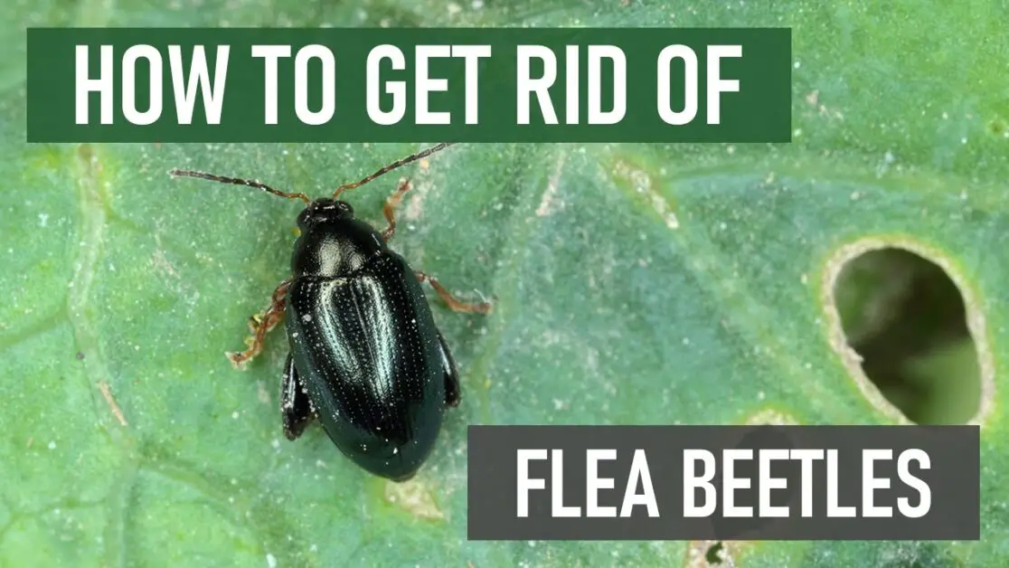 Flea Beetle Control: How to Get Rid of Flea Beetles [4 Easy Steps!]
