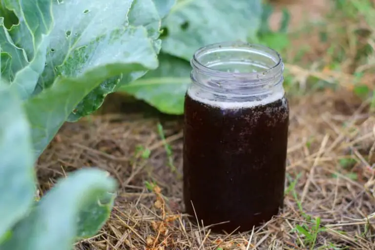 Garden Compost Tea: What It Is, How It Works, and How to Make It for Your Plants