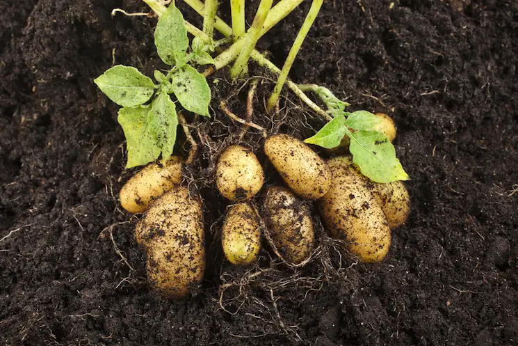 Grow a Potato Plant