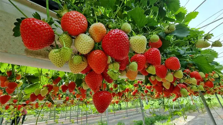 Hydroponic Strawberries Healthy and Safe Alternative to Organic Strawberries