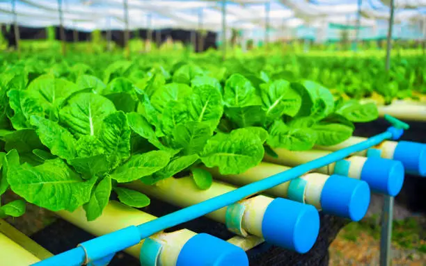 Maintaining the Optimal pH Levels in Your Hydroponic Cabbage System