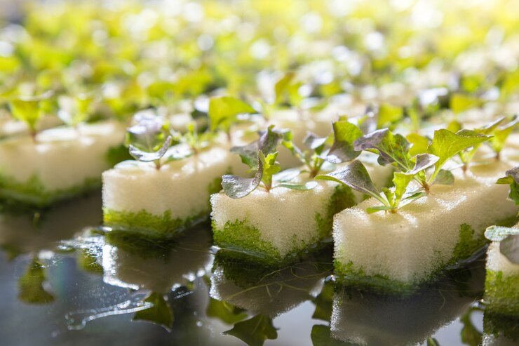 Preventing Algae Growth and Biofilm Formation in Hydroponic Systems