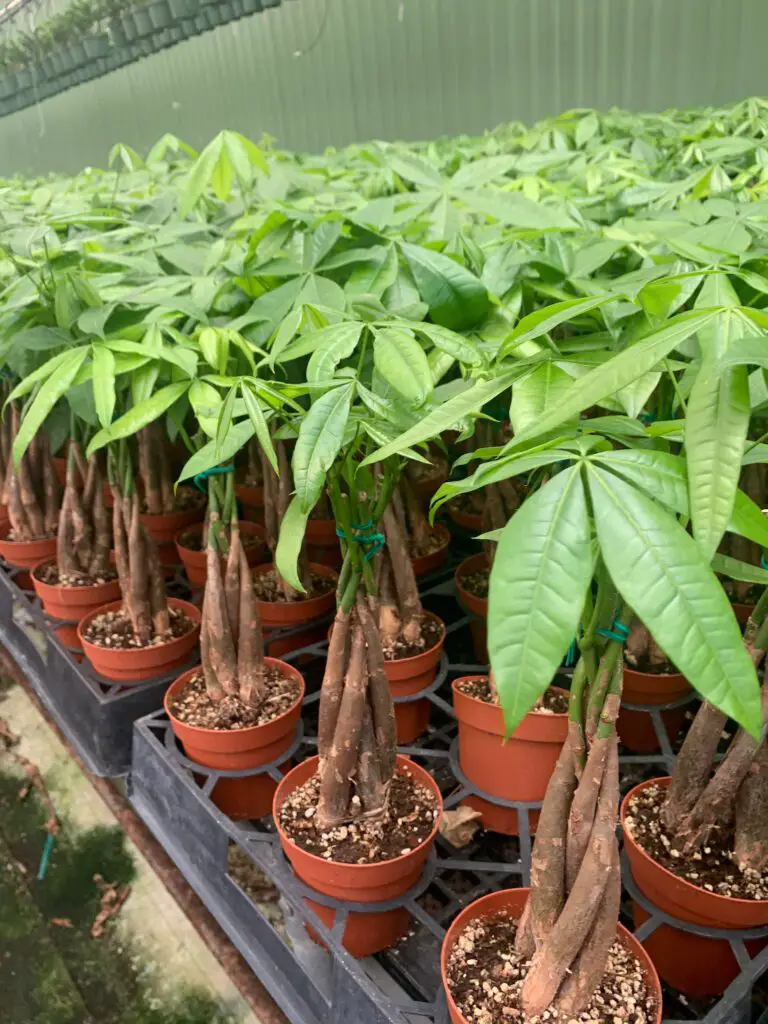 Money Tree Plant: How to Grow and Care for Pachira Aquatica