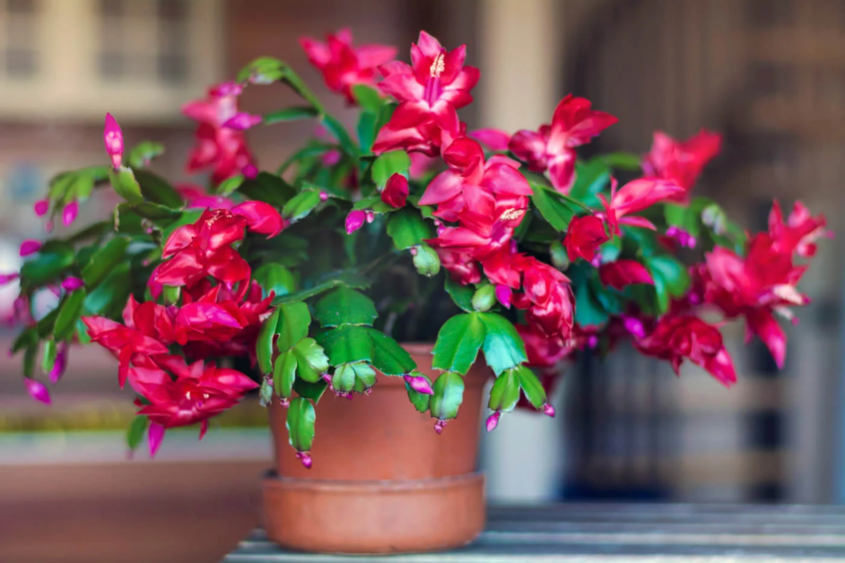 How to Grow Christmas Cactus: A Guide to Growing These Festive and Flowering Succulents