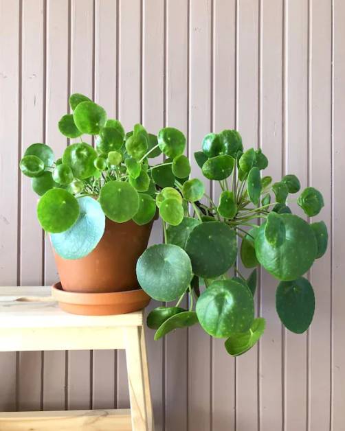 Chinese Money Plant: The Ultimate Care Guide: A Guide to Growing and Caring for This Unique and Attractive Houseplant