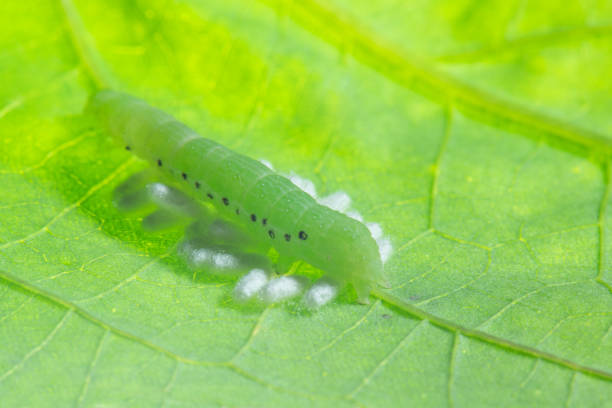 How to Get Rid of Cabbage Worms: Effective Methods to Control and Prevent These Caterpillars from Your Plants