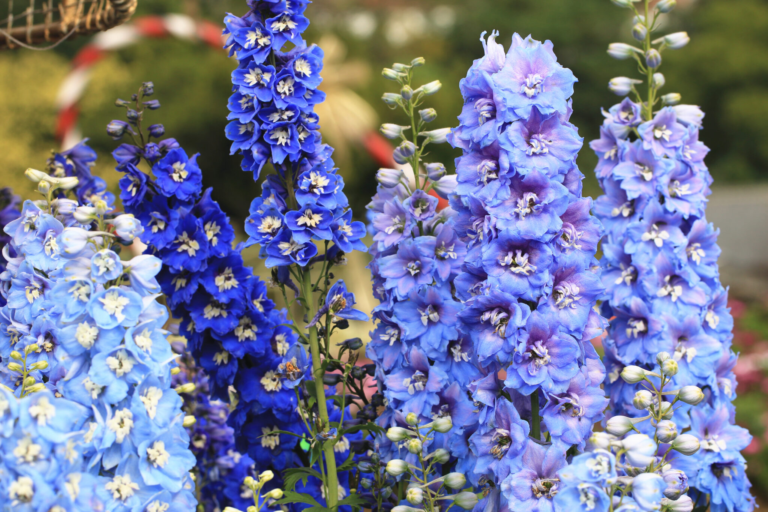 How to Grow Delphinium: A Guide to Growing These Stunning and Tall Flowers