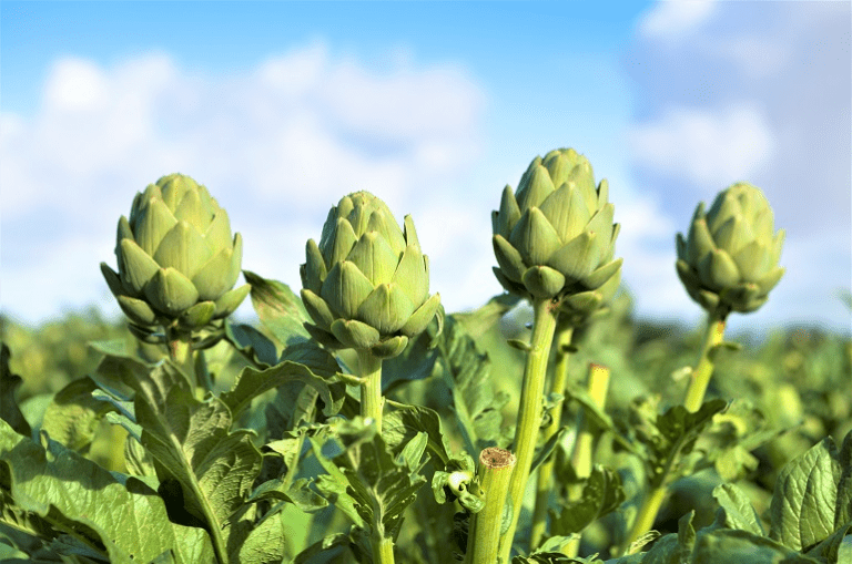 How to Grow Artichoke Plants: A Guide to Growing These Nutritious and Delicious Vegetables
