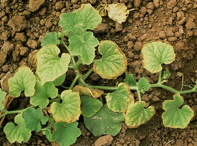 Molybdenum (Mo) Nutrient Deficiencies: Causes, Symptoms, and Solutions for Your Plants