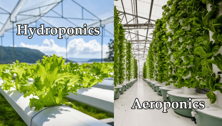 Aeroponics vs Hydroponics: A Comparison of the Two Methods of Growing Plants in Air and Water