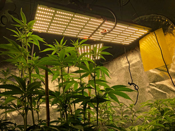 How to Reduce Heat in Your Grow Room: 10 Cool Tips