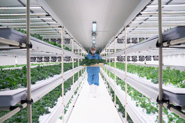 Benefits of Indoor Growing Systems for Plants