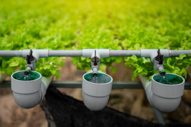 Monitoring and Adjusting pH Levels in the Hydroponic System