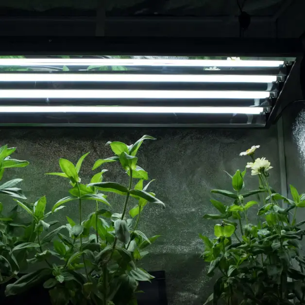 How to Use Grow Lights Effectively for Hydroponic Plants: 6 Tips to Increase Yield