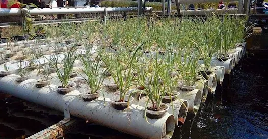 Hydroponic Onions: How to Grow Crispy and Tasty Onions in Water