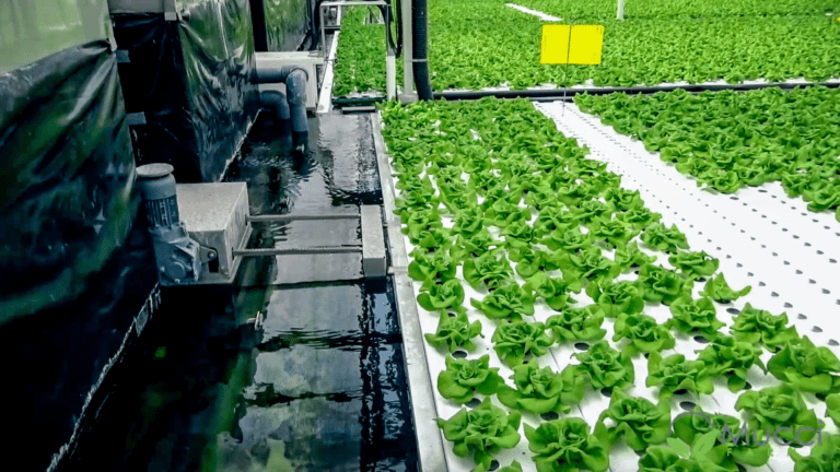 How to Build Your Own DWC System: 10 Tips for DIY Hydroponics