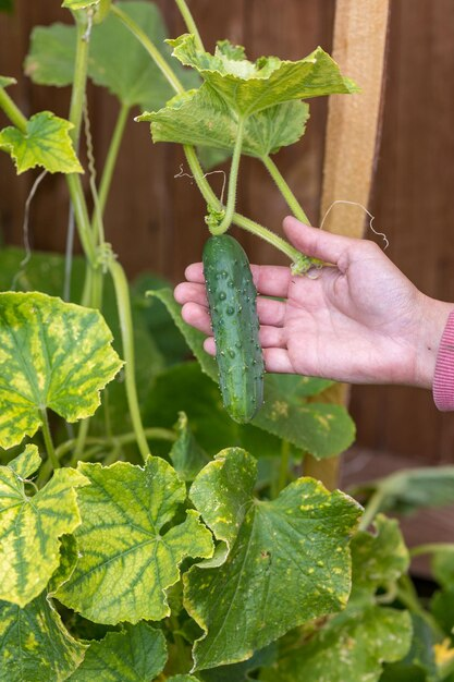 Pruning and Training Cucumber Plants for Maximum Yield