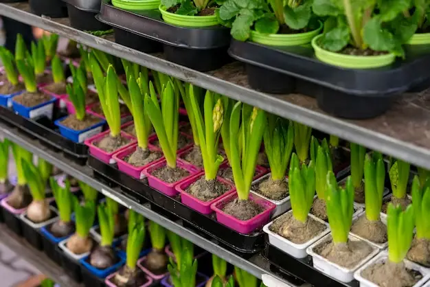 Biodegradable Hydroponics: 11 Eco-Friendly Resources You Can Use