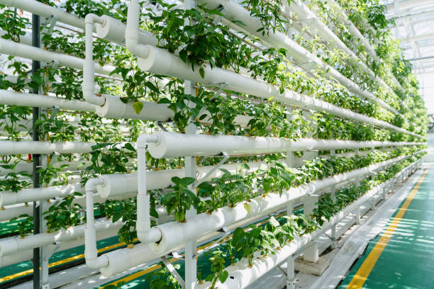 The Role of Biodegradable Growing Mediums in Hydroponics