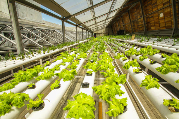 Harnessing Renewable Energy for Sustainable Hydroponic Systems