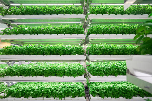 Steps to Transition to Biodegradable Hydroponics in Your Setup