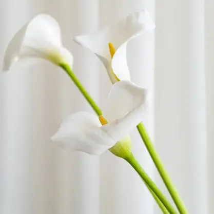 Peace Lilies: Your Ultimate Care Guide