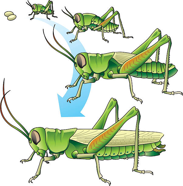 Lifecycle of Grasshoppers