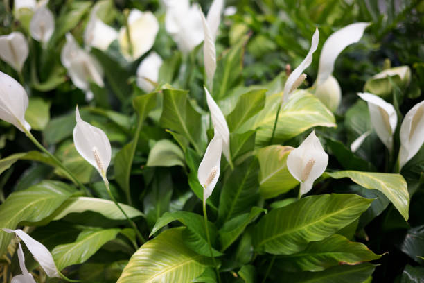 The Art of Watering: Properly Hydrating Your Peace Lily for Healthy Growth