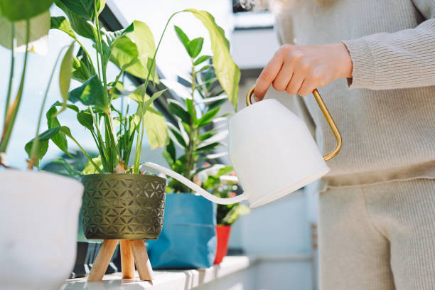 Potting and Repotting: Creating the Ideal Home for Your Peace Lily