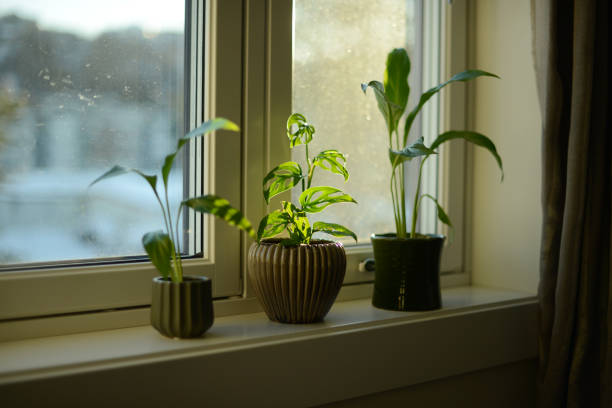 Enhancing Humidity Levels: Creating a Suitable Environment for Your Peace Lily
