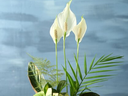 Keeping Your Peace Lily Healthy
