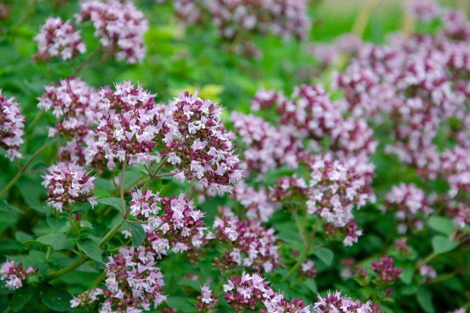 How to Grow Marjoram: A Guide to Growing This Fragrant and Flavorful Herb