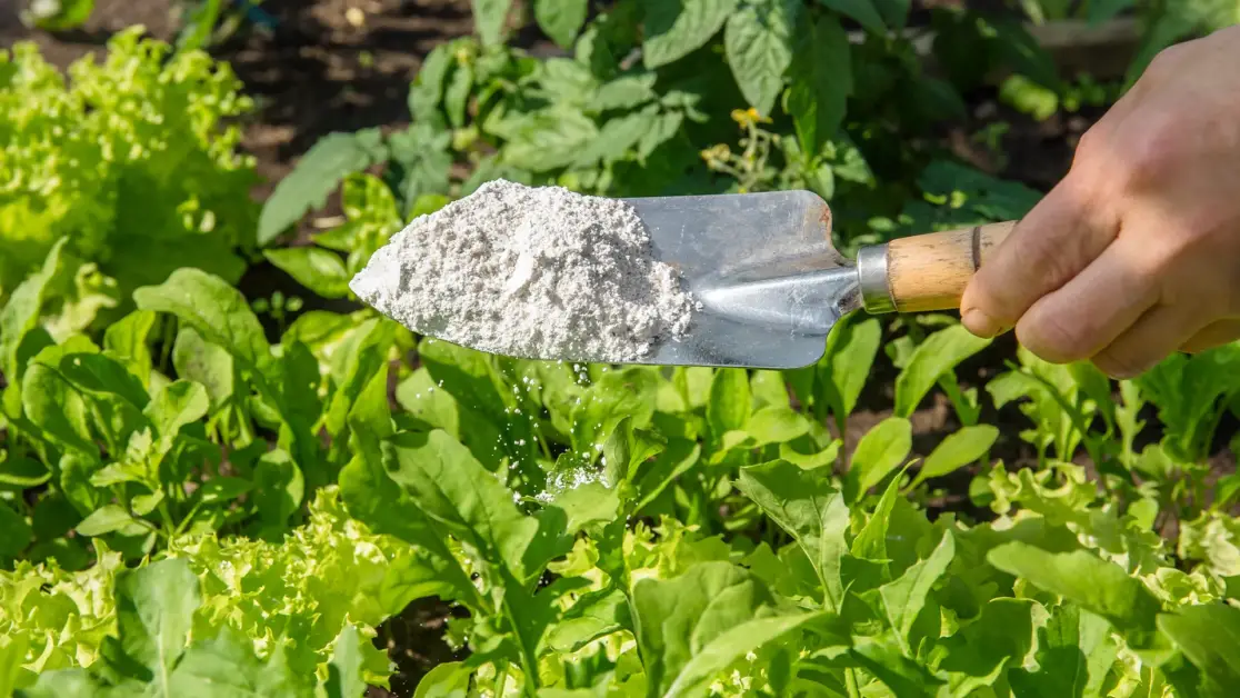 How to Use Diatomaceous Earth: A Guide to Using This Natural and Safe Remedy for Your Plants