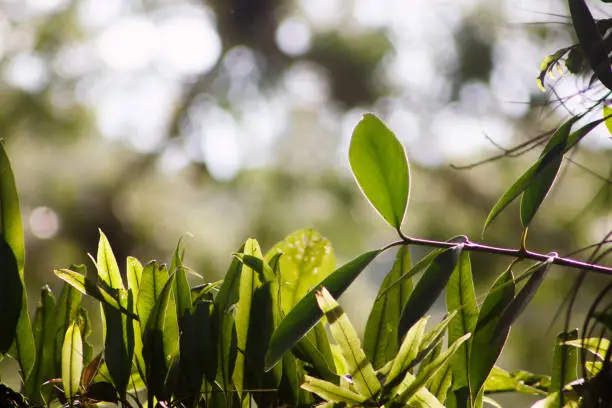 ‘Awapuhi Kuahiwi’: The Shampoo Ginger Secret