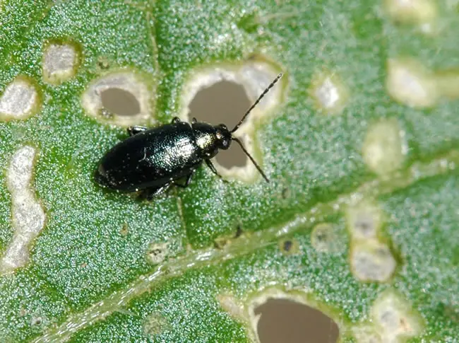 How to Repel Flea Beetles: 5 Effective Ways to Manage and Stop These Pests from Your Plants