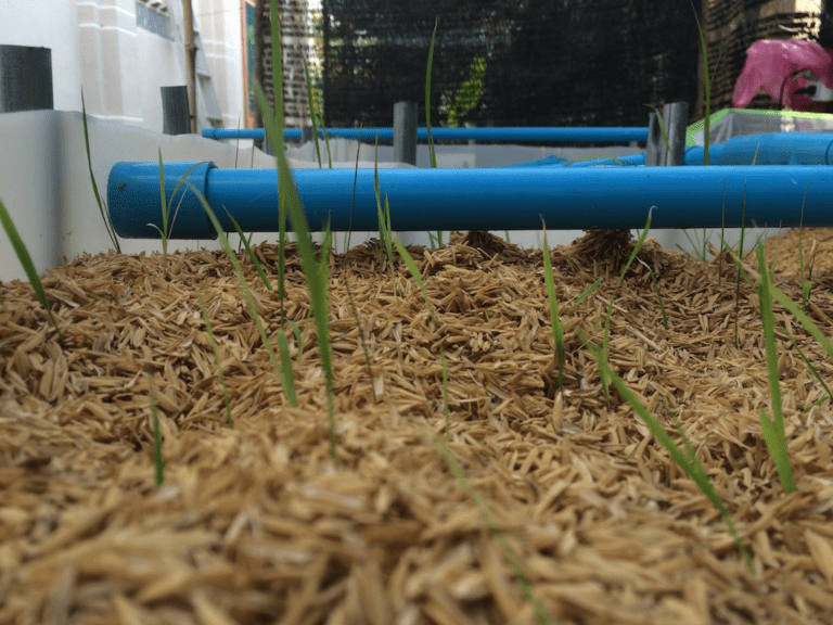 The Power of Rice Hulls in Hydroponics: 10 Reasons to Use Them