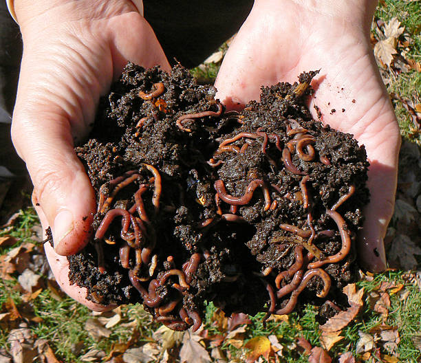 Worm Castings Magic: Nature’s Powerhouse Poop