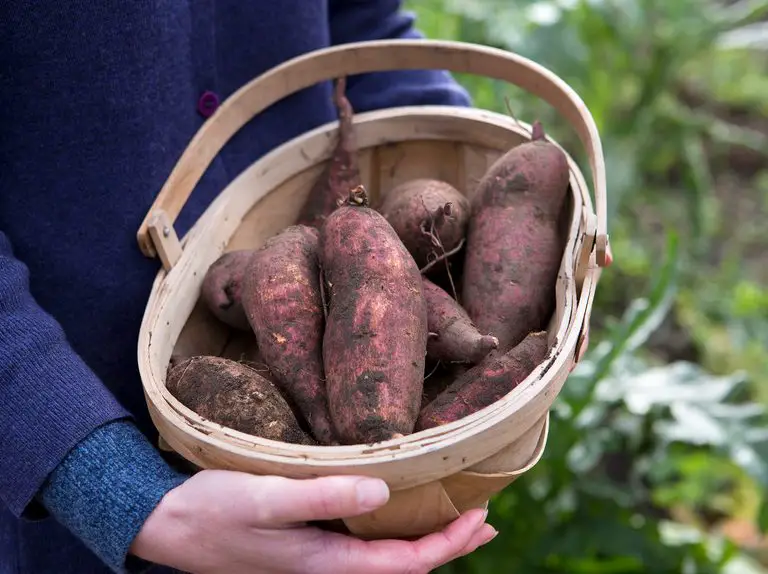 How to Grow Sweet Potatoes in the UK - BBC Gardeners' World | BBC Gardeners  World Magazine